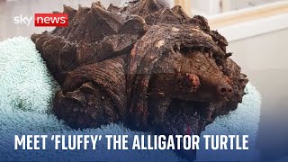 'Dangerous' alligator snapping turtle found in Cumbria lake