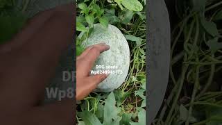 white Ash gourd சாம்பல் பூசணி #nativeseeds #drg