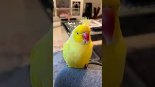 Beautiful yellow parrot short video