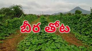 Ridge Gourd Cultivation | పందిరి బీర వ్యవసాయం.