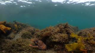 【水中の癒し:Underwater healing】360°カメラ　千葉県館山市　シュノーケリング　「ウツボ」