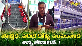 Indigenous Chicken | పౌల్ట్రీకి పెరటి కోళ్ల పెంపకానికి ఉన్న తేడాలివే.. Poultry Expo 2024 | Tone Agri