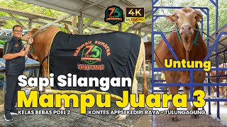 Untung Sapi Silangan (Crossing) Bisa Juara 3 Kelas Bebas Poel 2 (P-2) | Kontes APPSI Kediri Raya