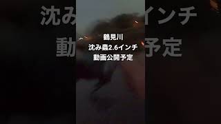 鶴見川でのバスフィッシング