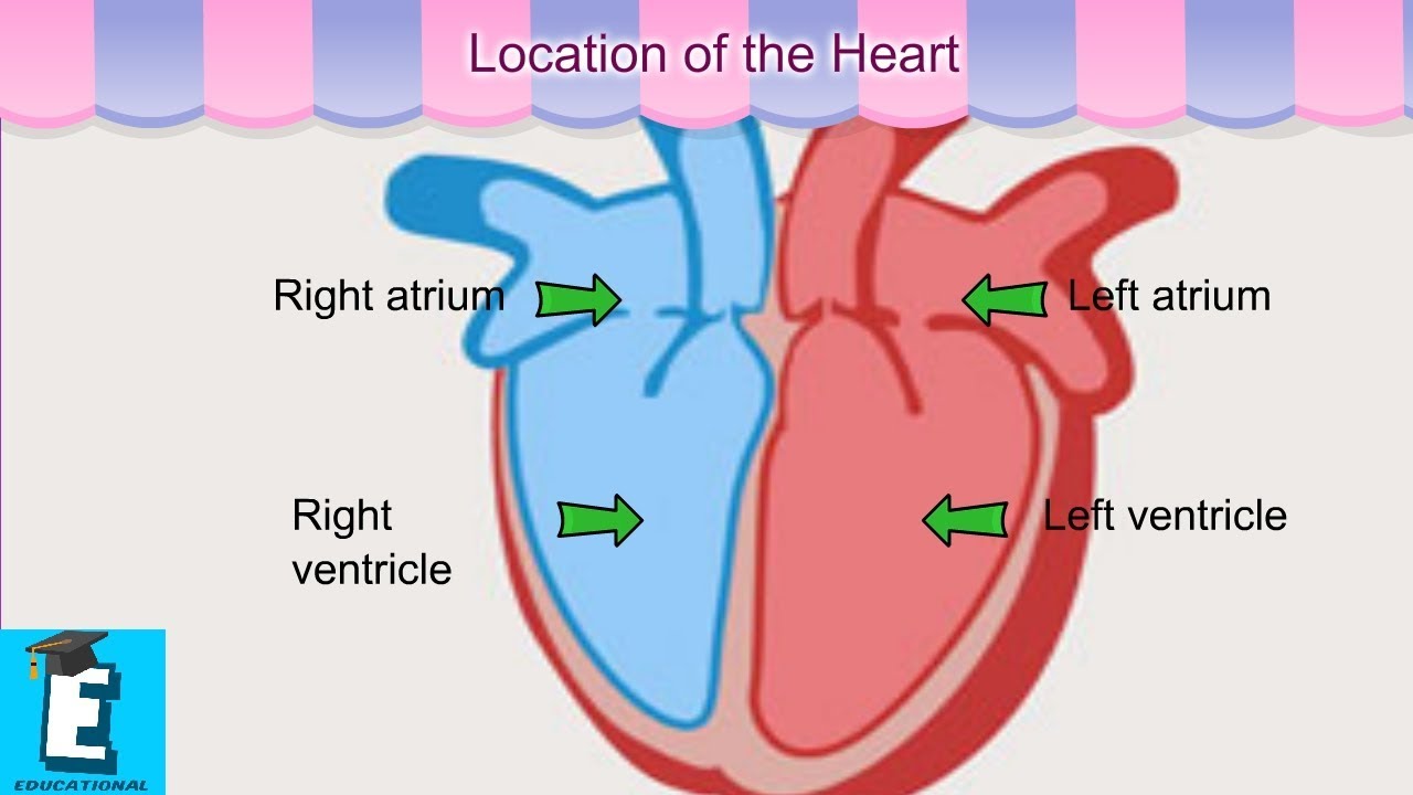 Heart Explained For Kids