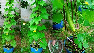 টবে ৫০ দিনে ধুন্দল চাষ করার পদ্ধতি - How to Grow Sponge Gourd in Pots