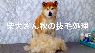 柴犬さん秋の抜毛処理