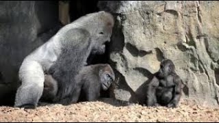 Amazing Animals:The Mating Of Gorilla||AM:PM