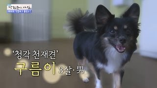 청각장애도우미견의 훈련방법~! [광화문의 아침] 264회 20160630