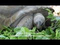 岡崎おうはんとアローカナのひよこ・2週目はひよこの外出　plymouth rock　araucana　प्लायमाउथ रॉक　अरौकाना　พลีมัธ ร็อค　batu plymouth