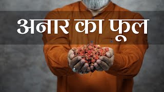 Benefits of #Pomegranate Flower|#Gulanaar ke fayde | #अनार के फूल के फायदे | JadibutiStore | #JBS017