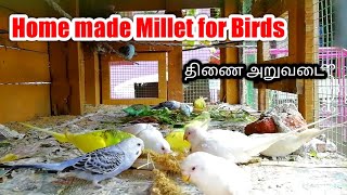 Home made Millet/ Budgies-க்கு பிடித்த உணவு/ Millet cultivation steps/திணை அறுவடை/ PGMJ BIRDS PARK/