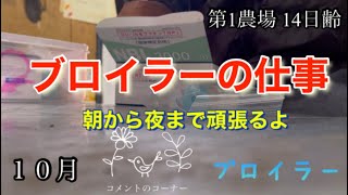 ブロイラーの仕事 朝から夜まで コメントのコーナー