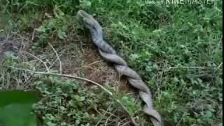 பாம்பு ஆட்டம்..!!அரிய விடியோ....!! SNAKE DANCE IN FOREST