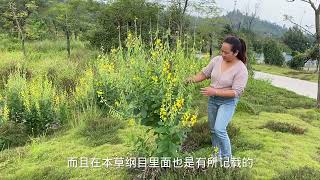 农村稀有的植物，很多人一辈子没见过也不认识，快来看看吧 1