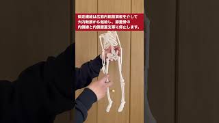 内側広筋の触診・解剖、knee-in