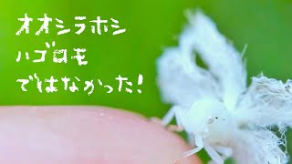 あのハゴロモの幼虫は、オオシラホシハゴロモではなかった！【Pochazia shantungensis】