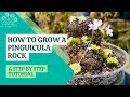 How To Make a Pinguicula Rock Display