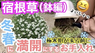 【宿根草（鉢編）】冬春に満開にするに今やれるお手入れ / 先手必勝‼️極寒期が来る前に、滑り込みでやっておこう🤗/ 一年草扱いだけど宿根草として育てているアレが凄いことに✨✨【ガーデニング】