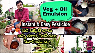 Veg Oil emulsion - best liquid to prevent all kinds of pests #OrgGardener #OilEmulsion #gardening