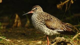 Common Redshank