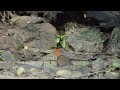 slaty legged crake or banded crake rallina eurizonoides