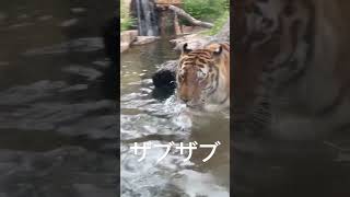 #shorts ザブザブ❣️ 令くん　アムールトラ🐯　那須どうぶつ王国　2023年7月9日