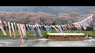 【旅事@日本】岩手北上展勝地  春櫻沿河燦爛盛開