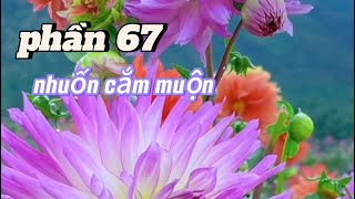 Phần 67|| hát nhuốn giao duyên cắm muộn