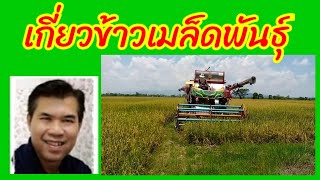 เกี่ยวข้าวเมล็ดพันธุ์ ข้าวจ้าว 85