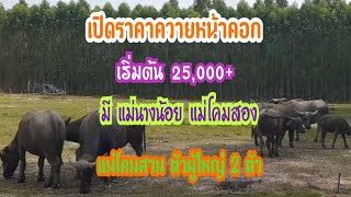 เปิดราคาควายหน้าคอก เริ่มต้น 25,000+ มีแม่นางน้อย แม่โคมสอง แม่โคมสาม