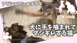 [206話] (チワワ\u0026アビシニアン) 犬に手を嚙まれてマジギレする猫