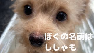 【お迎え・前編】天使の寝顔のポメプーと家族になった日