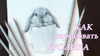 Как нарисовать кролика карандашами Уроки рисования How to draw a rabbit | Art School