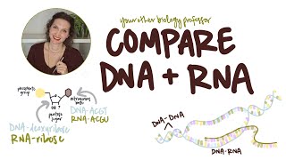 DNA vs RNA: 7 Key Differences!