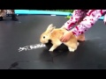 humping rabbit