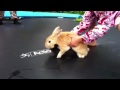 humping rabbit