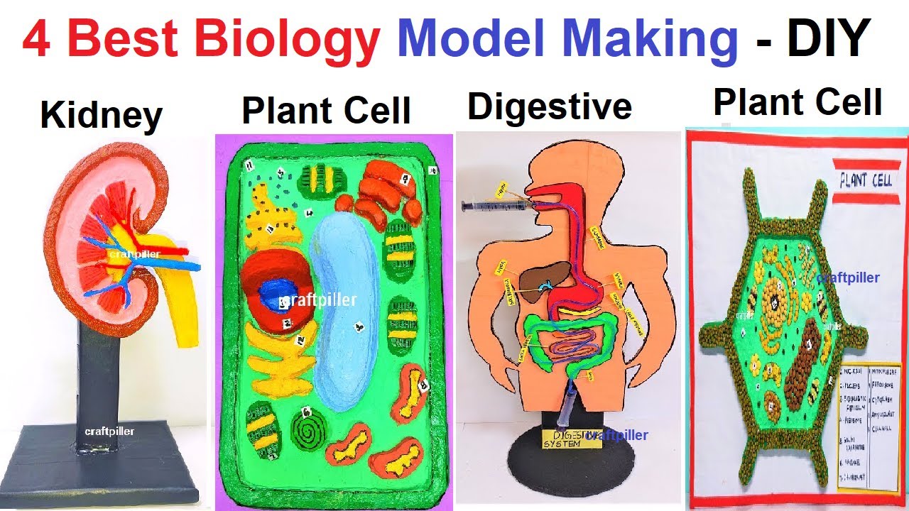 4 Biology Science Project Model Making For Science Exhibition - Diy ...