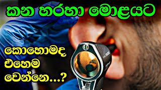 Human ear | structure \u0026 function | කනට ශබ්දයක් ඇහෙන්නෙ කොහොමද ? සරලව | මිනිසාගේ ශ්‍රවණ පද්ධතිය