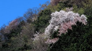 里山散歩 2022.04.06 桜と草花、小僧ヶ滝など　揖斐郡池田町の霞間ヶ渓を歩く