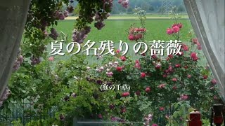 夏の名残りの薔薇 (庭の千草)