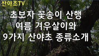 초보자 꽃송이버섯 산행 여름 겨우살이와 9가지 산야초 종류 소개 산야초TV 산야초산행