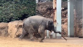 危ない！新しいおもちゃじゃないよアルンくん【‎2024年‎2月2日】【上野動物園】アジアゾウ