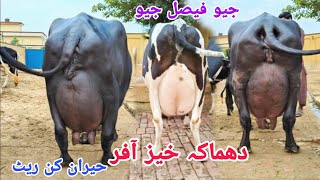 محمدفیصل200رب فیصل آباد|6گائے برائے فروخت03فروری Neli Ravi Buffaloes for Sale on  Eitfaaq Tv