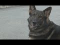 Why winning new SUV is important to Lonoke K9 Unit