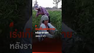 เร่งเก็บพริกขาย หลังราคาตกต่ำลดลง 2 เท่า | Thai PBS News