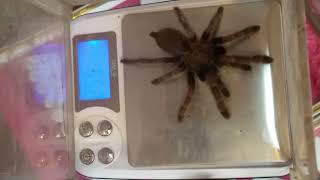 spider sale in 53 gram