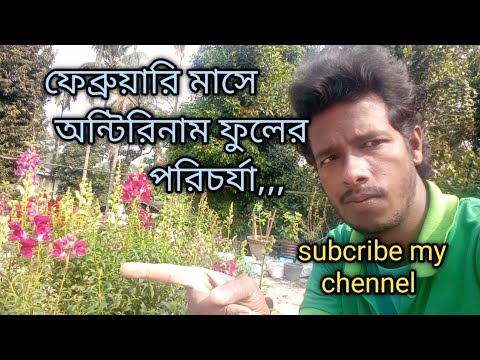 Cows Evolving To Be Small Cattle Seedworld Housepetscare