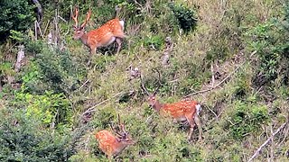 伊豆半島で増え続けるシカ　白昼に出没、森林被害など深刻