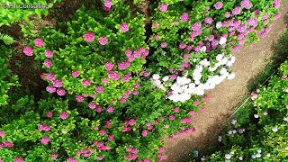 空撮　千葉県茂原市「服部農園あじさい屋敷」　Aerial Shoot above  Hattori Farm Hydrangea Mansion at Chiba, Japan